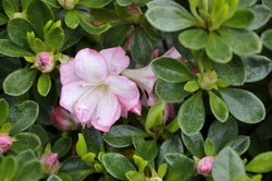 Azalea Peggy Ann — photo 4